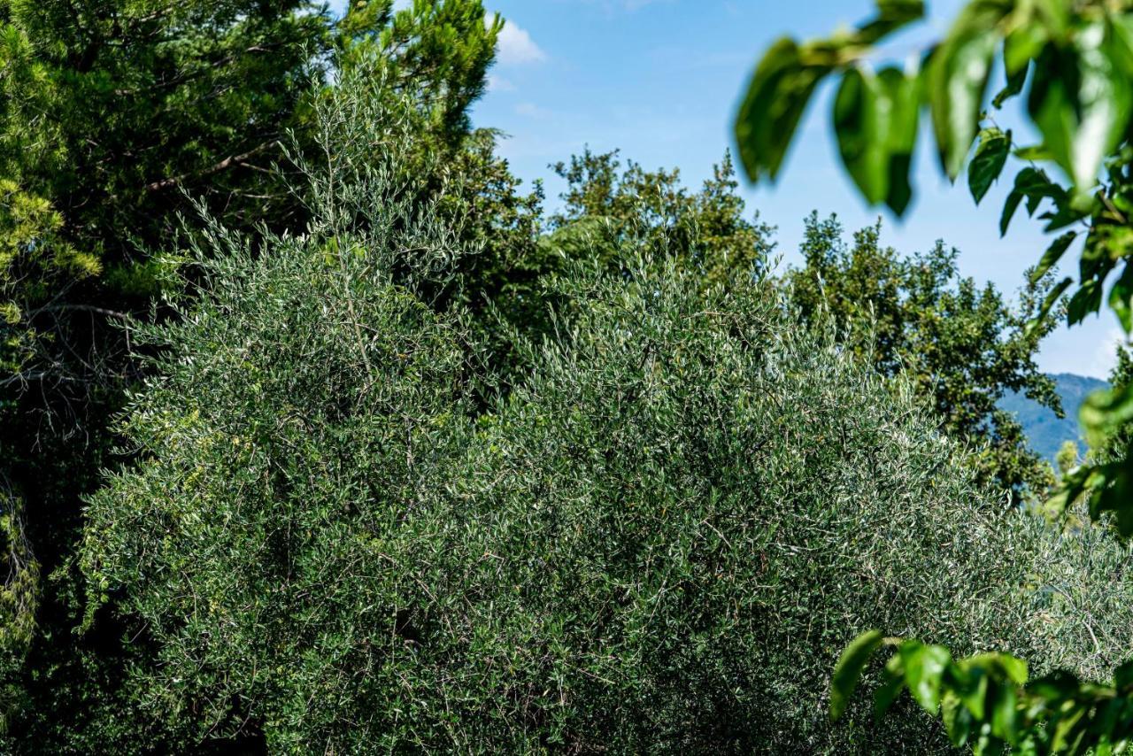 Agriturismo Le Chiusure San Felice del Benaco Bagian luar foto
