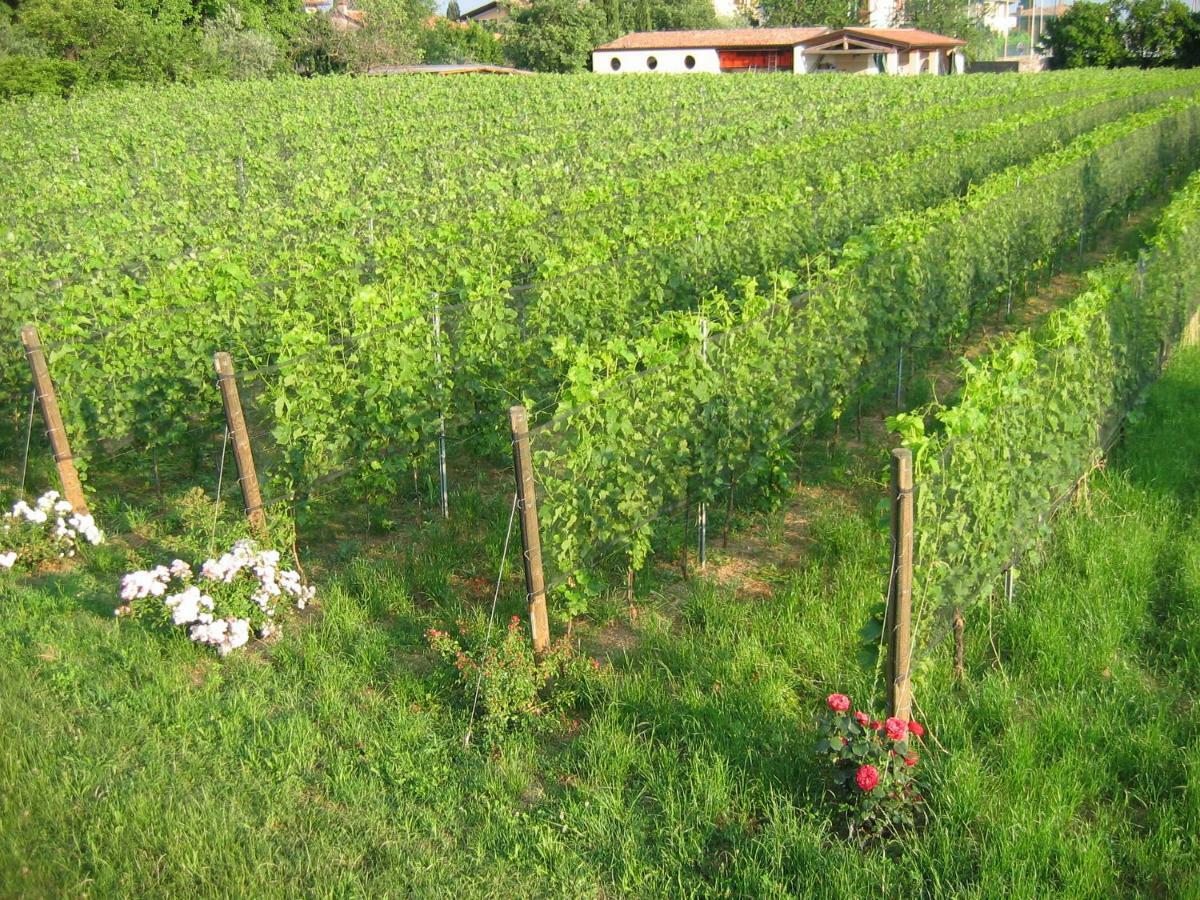 Agriturismo Le Chiusure San Felice del Benaco Bagian luar foto